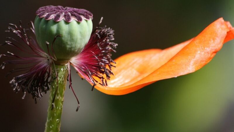 Dried Poppy Pods: A Unique Craft Material