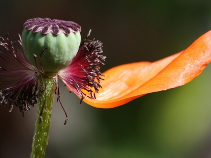 Dried Poppy Pods: A Unique Craft Material