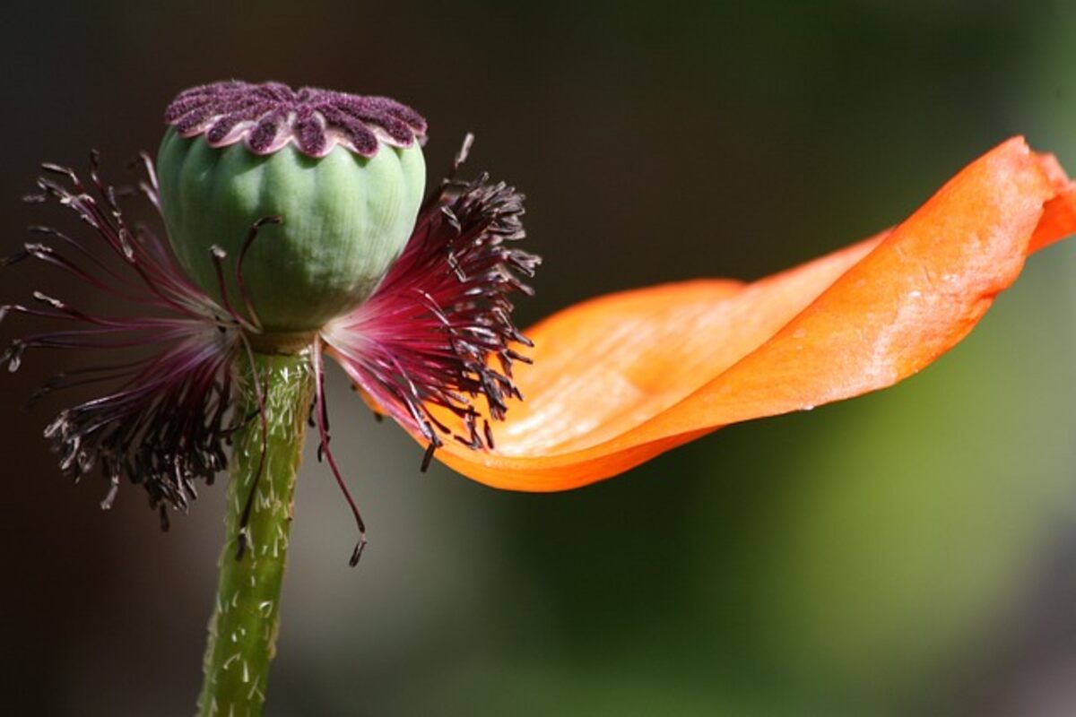 Dried Poppy Pods: A Unique Craft Material